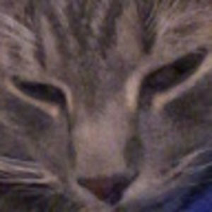 Meet your Posher, Kitty